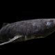 Imagen para el artículo titulado Un misterioso tiburón ártico acaba de aparecer en el Caribe